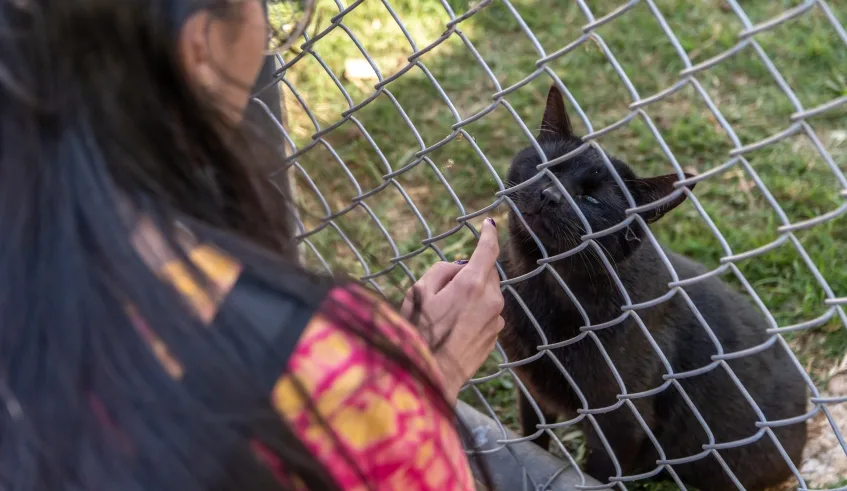 Núcleo de Bem-Estar Animal (Nubea) possui cerca de 100 animais abrigados, entre cães e gatos, que são disponibilizados nas Feiras de Adoção. Foto: Divulgação/PMMC