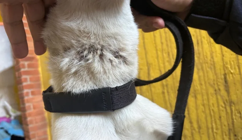 Cachorro estava com a movimentação limitada devido ao uso de guia curta, que foi retirada imediatamente. Situação está sendo monitorada. Foto: Divulgação/PMMC