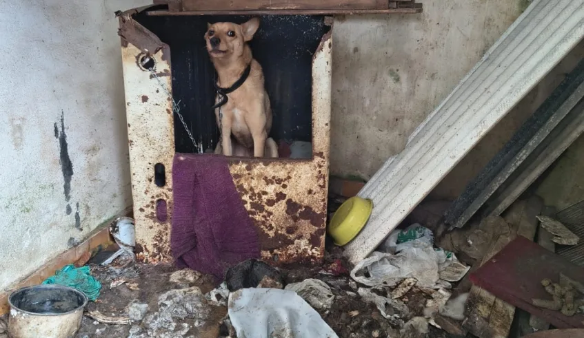 Cães estavam em condições de insalubridade e foram resgatados por uma equipe técnica do Nubea, sendo levados para a sede do núcleo, em Cezar de Souza. Foto: Divulgação/PMMC