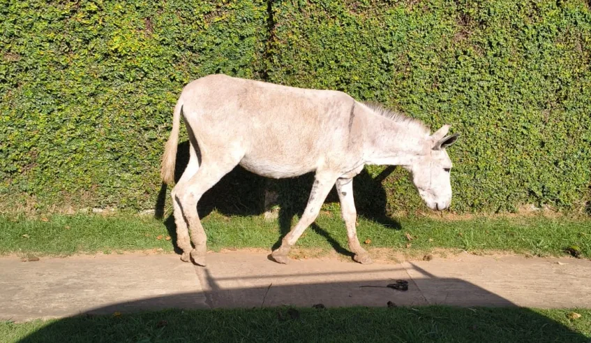 Núcleo de Bem-Estar Animal (Nubea) possui protocolos específicos para o atendimento a casos de animais de grande porte que estejam soltos na cidade. Foto: Divulgação/PMMC