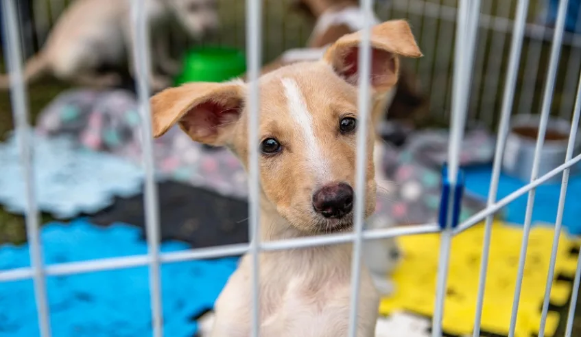 Feira de Adoção será realizada neste domingo e tem como objetivo encontrar lares amorosos para cães e gatos que aguardam uma família. Foto: Divulgação/PMMC