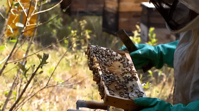 Foto da matéria