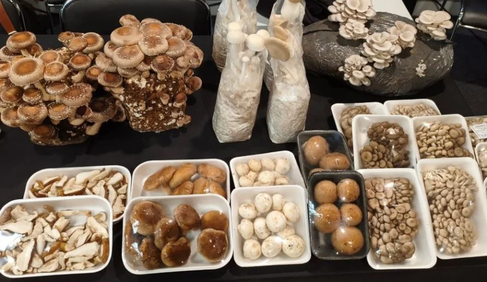 Hoje, segundo a Secretaria de Agricultura e Segurança Alimentar, Mogi responde por cerca de 40% da produção nacional de cogumelos, em diversas variedades