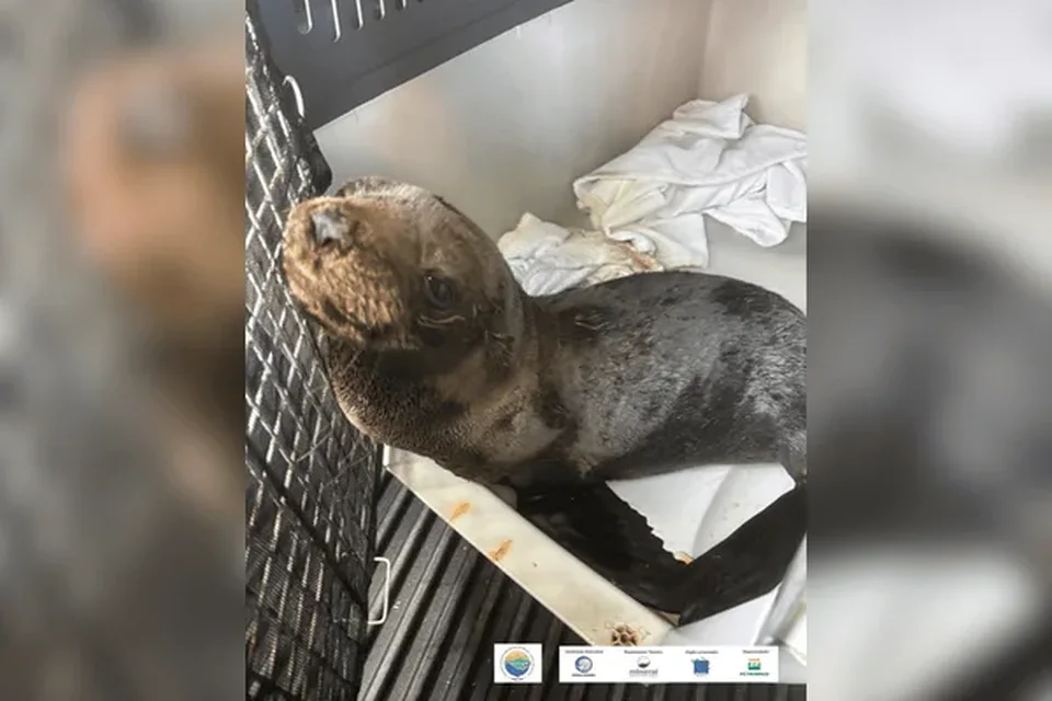 Lobo-marinho machucado é resgatado no litoral de São Paulo - destaque galeria