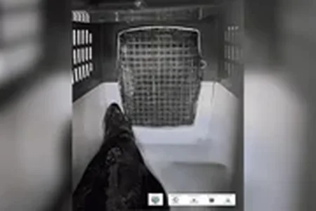 O animal estava magro, com uma lesão no olho esquerdo e machucados na orelha e na nadadeira peitoral esquerda