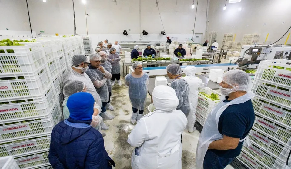 Trabalho começa no plantio, passa pela colheita diária e pelos cuidados de higienização e manipulação