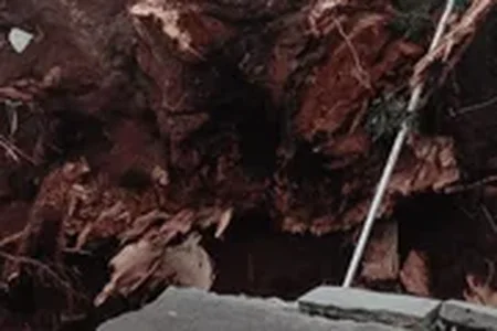Temporal estaria relacionado com entrada de frente fria na cidade. A forte chuva resultou em quedas de árvores e destelhamentos