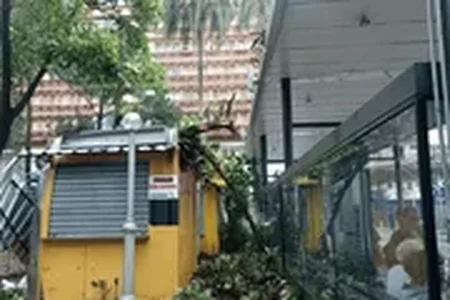 Temporal estaria relacionado com entrada de frente fria na cidade. A forte chuva resultou em quedas de árvores e destelhamentos