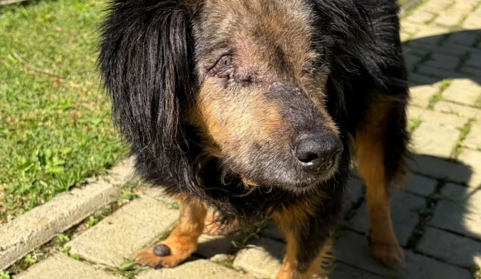 Outro animal que pode ser adotado é o Baiano, recolhido em 2026 na Chácara dos Baianos, super dócil com as pessoas e com outros animais. Foto: Divulgação/PMMC