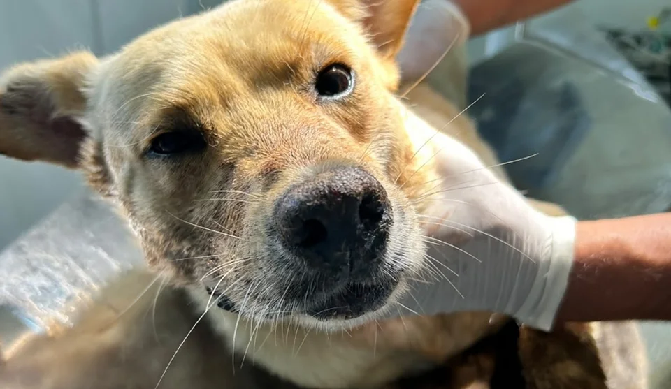 DEPOIS: Atendimento por parte dos veterinários proporcionou a retirada de todos os espinhos e o cachorro se recuperou muito bem. Foto: Divulgação/PMMC