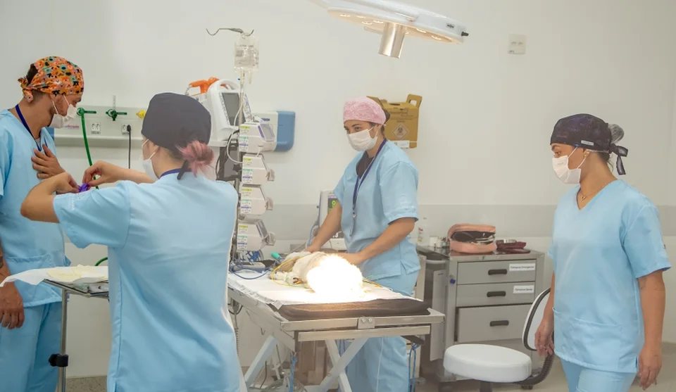 Hospital já vem realizando cirurgias, com os animais recebendo todos os cuidados da equipe veterinária, formada por profissionais experientes. Foto: Divulgação/PMMC